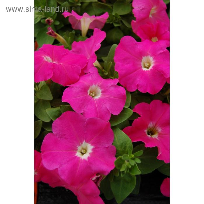 Семена цветов Петуния многоцветковая Мамбо GP Пинк 1000 шт
Семена цветов Петуния многоцветковая Мамбо GP Пинк 1000 шт