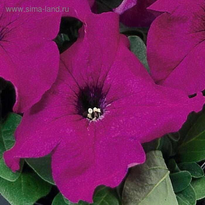 Семена цветов Петуния многоцветковая Мамбо GP Пурпл 1000 шт
Семена цветов Петуния многоцветковая Мамбо GP Пурпл 1000 шт