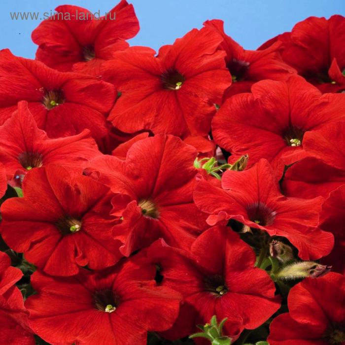 Семена цветов Петуния многоцветковая Мамбо GP Ред 1000 шт
Семена цветов Петуния многоцветковая Мамбо GP Ред 1000 шт