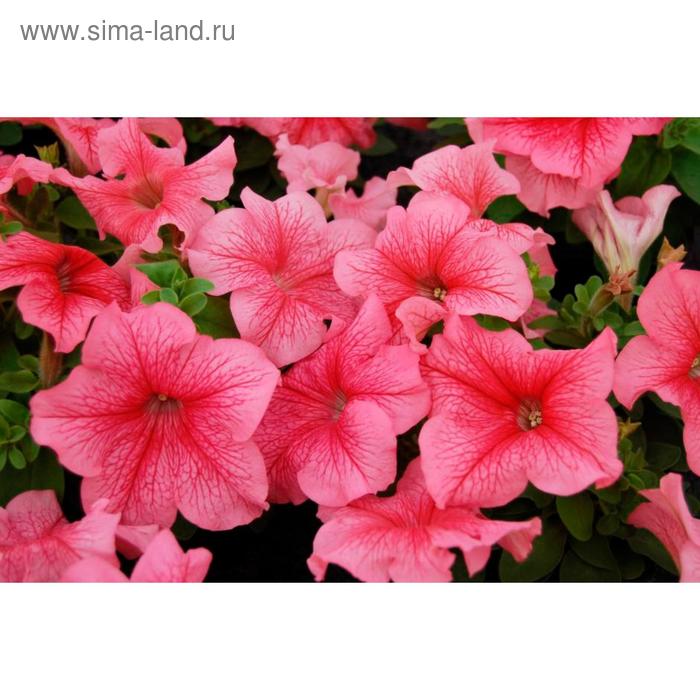 Семена цветов Петуния многоцветковая Мамбо GP Ред Вейн 1000 шт
Семена цветов Петуния многоцветковая Мамбо GP Ред Вейн 1000 шт