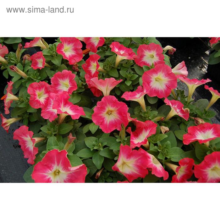 Семена цветов Петуния многоцветковая Мамбо GP Ред Морн 1000 шт
Семена цветов Петуния многоцветковая Мамбо GP Ред Морн 1000 шт