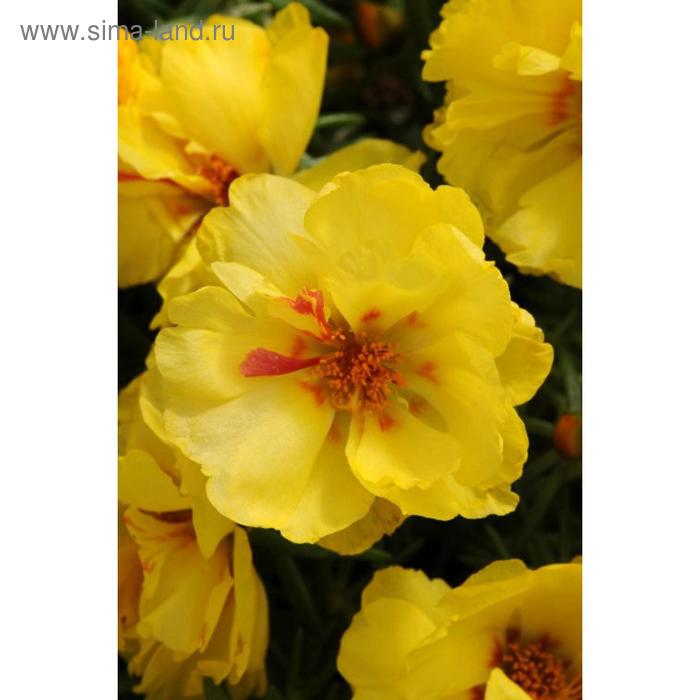 Семена цветов Портулак Хэппи Ауэр Лемон 1000 шт
Семена цветов Портулак Хэппи Ауэр Лемон 1000 шт