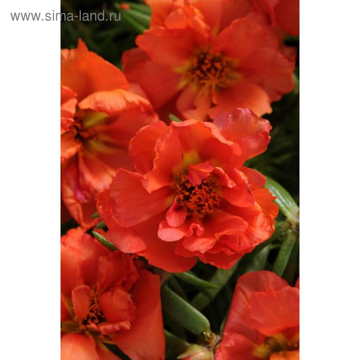 Семена цветов Портулак Хэппи Ауэр Оранж 1000 шт
Семена цветов Портулак Хэппи Ауэр Оранж 1000 шт