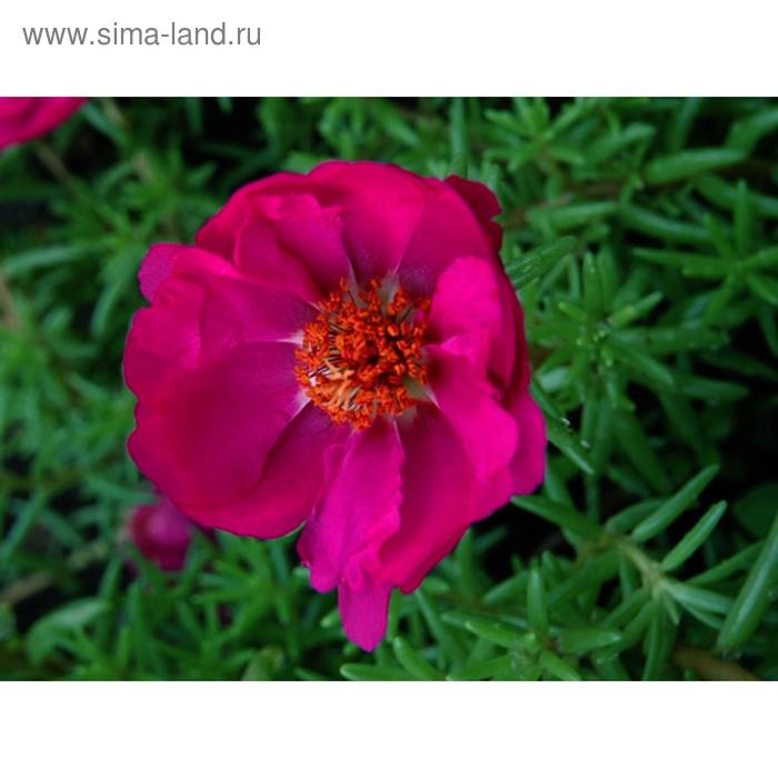 Семена цветов Портулак Хэппи Ауэр Фуксия 1000 шт
Семена цветов Портулак Хэппи Ауэр Фуксия 1000 шт