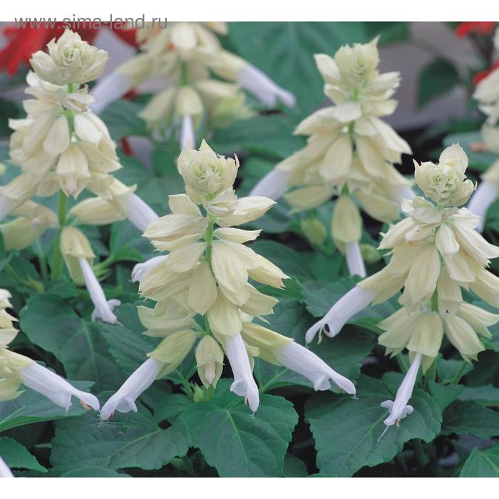 Семена цветов Сальвия Редди Вайт 1000 шт
Семена цветов Сальвия Редди Вайт 1000 шт