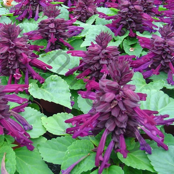 Семена цветов Сальвия Редди Пурпл 1000 шт
Семена цветов Сальвия Редди Пурпл 1000 шт