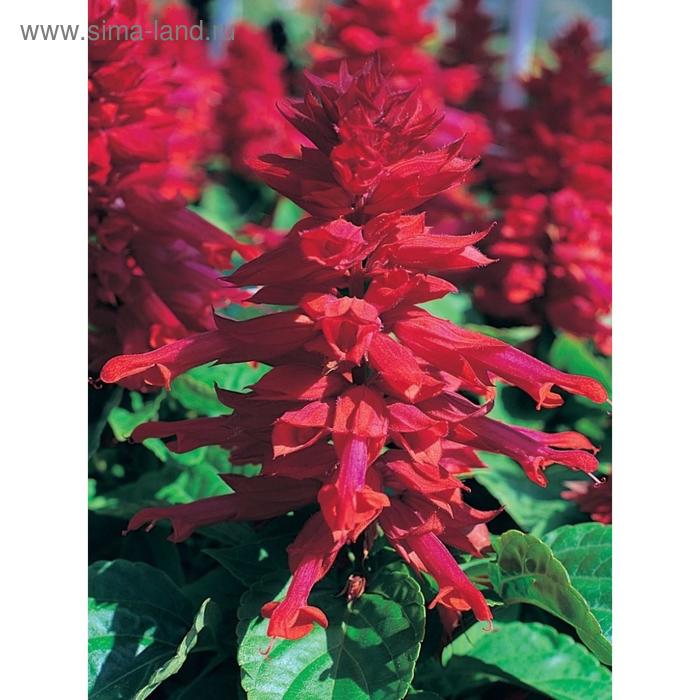 Семена цветов Сальвия Сизлер Бургунди 1000 шт
Семена цветов Сальвия Сизлер Бургунди 1000 шт