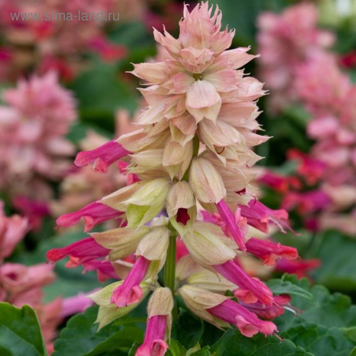 Семена цветов Сальвия Сизлер Бургунди Хало 1000 шт
Семена цветов Сальвия Сизлер Бургунди Хало 1000 шт