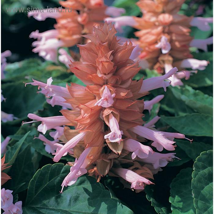 Семена цветов Сальвия Сизлер Салмон 1000 шт
Семена цветов Сальвия Сизлер Салмон 1000 шт