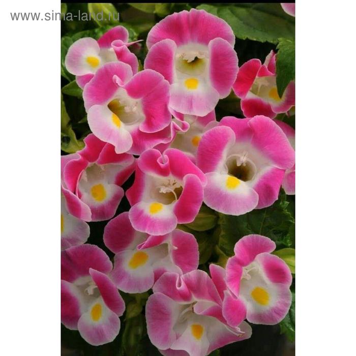 Семена цветов Торения Каваи Роуз 1000 шт
Семена цветов Торения Каваи Роуз 1000 шт