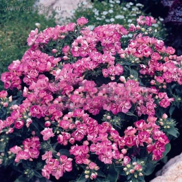 Семена цветов Флокс друммонда Промис Лилак 1000 шт
Семена цветов Флокс друммонда Промис Лилак 1000 шт