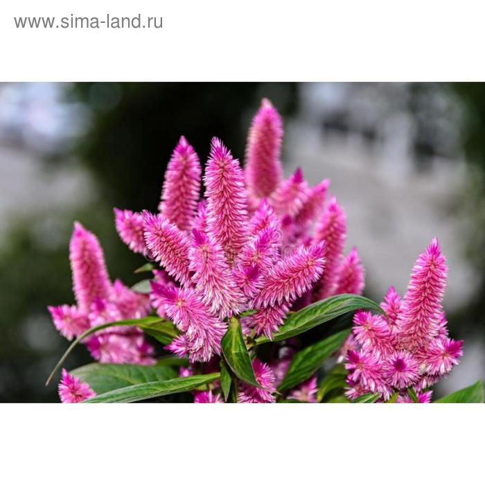 Семена цветов Целозия колосковая Космо Пинк 100 шт
Семена цветов Целозия колосковая Космо Пинк 100 шт