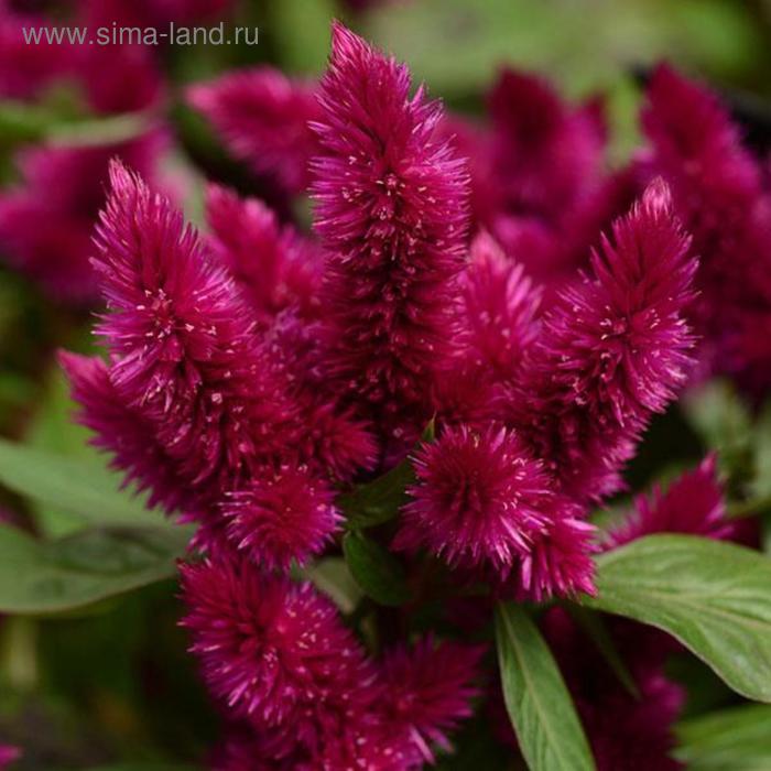 Семена цветов Целозия колосковая Космо Пурпл Ред 100 шт
Семена цветов Целозия колосковая Космо Пурпл Ред 100 шт