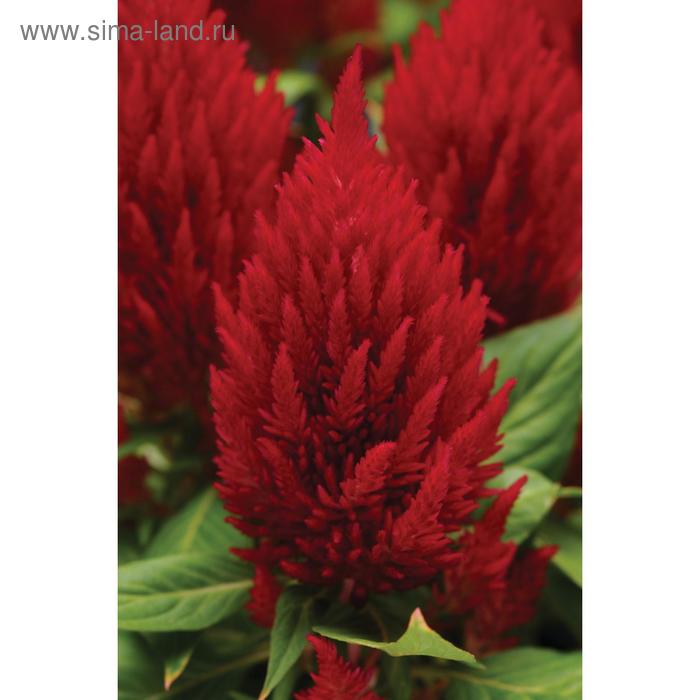 Семена цветов Целозия перистая Фёст Флейм Ред 1000 шт
Семена цветов Целозия перистая Фёст Флейм Ред 1000 шт