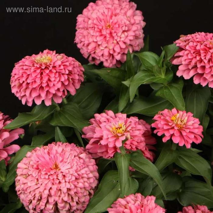 Семена цветов Цинния Мастер Пинк 1000 шт
Семена цветов Цинния Мастер Пинк 1000 шт