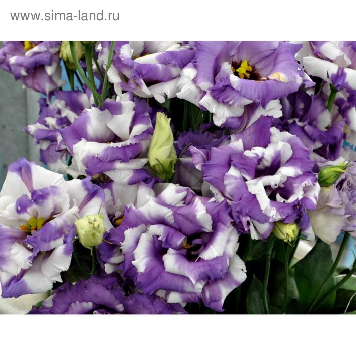 Семена цветов Эустома АВС 2 Блю Рим 1000 шт
Семена цветов Эустома АВС 2 Блю Рим 1000 шт