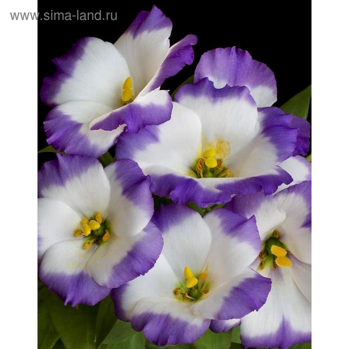 Семена цветов Эустома Сапфир Блю Чип 1000 шт
Семена цветов Эустома Сапфир Блю Чип 1000 шт