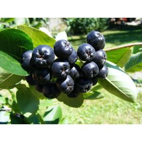 Саженец Арония, С2 горшок, высота 40-60 см
Саженец Арония, С2 горшок, высота 40-60 см