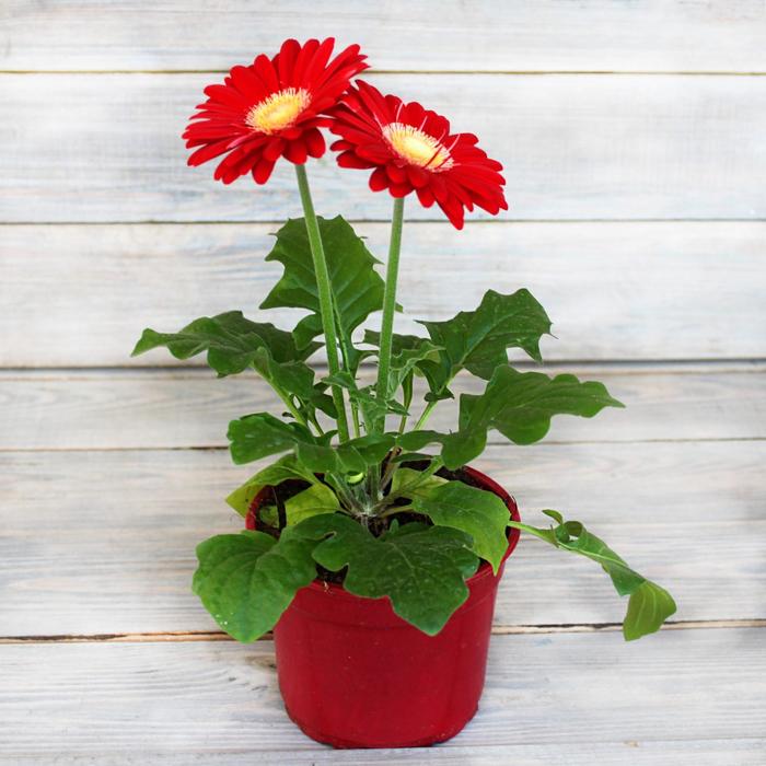 Комнатный цветок Гербера "Макси Селект", красная, горшок D12
Комнатный цветок Гербера "Макси Селект", красная, горшок D12