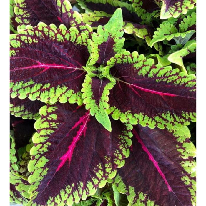 Комнатное растение Колеус, горшок D12
Комнатное растение Колеус, горшок D12