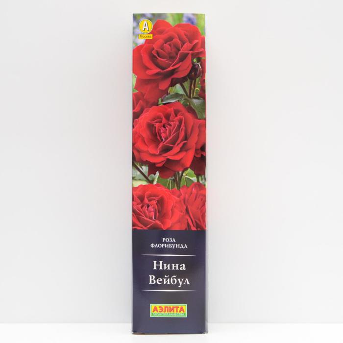 Роза Нина Вейбул Флорибунда, высота 60 см, 1 шт
Роза Нина Вейбул Флорибунда, высота 60 см, 1 шт