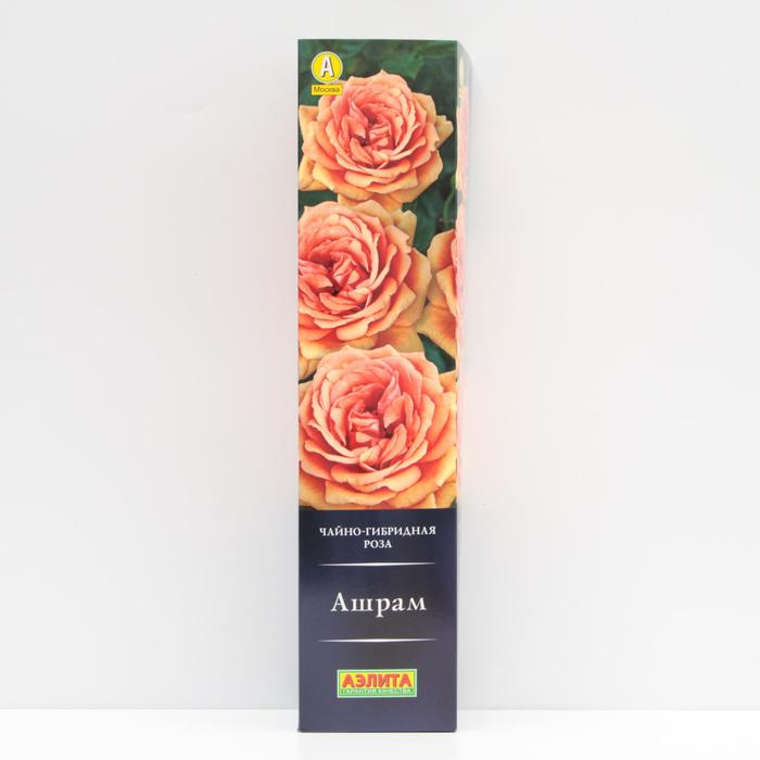 Роза "Аэлита" "Ашрам" Чайно-гибридная, высота 70 см, 1 шт.
Роза "Аэлита" "Ашрам" Чайно-гибридная, высота 70 см, 1 шт.