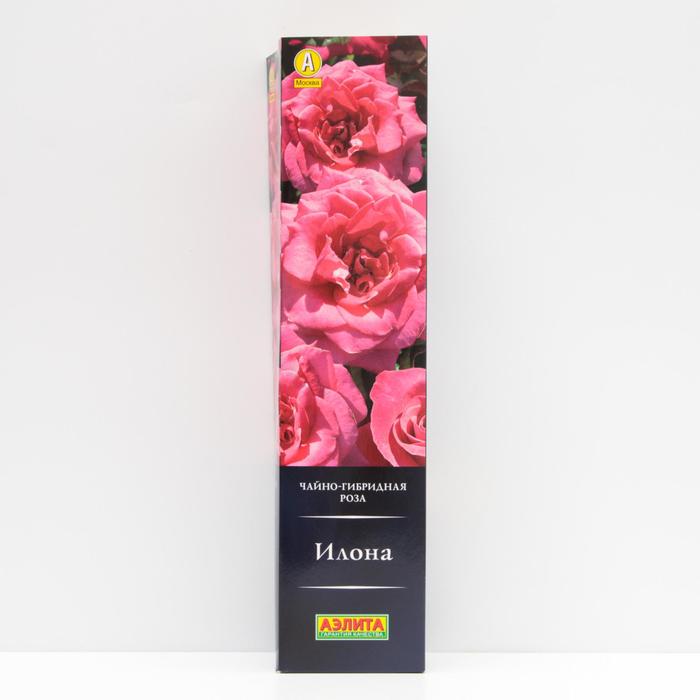 Роза Илона Чайно-гибридная, высота 100 см, 1 шт
Роза Илона Чайно-гибридная, высота 100 см, 1 шт