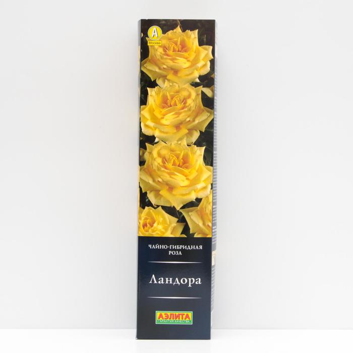 Роза Ландора Чайно-гибридная, высота 100 см, 1 шт 
Роза Ландора Чайно-гибридная, высота 100 см, 1 шт
