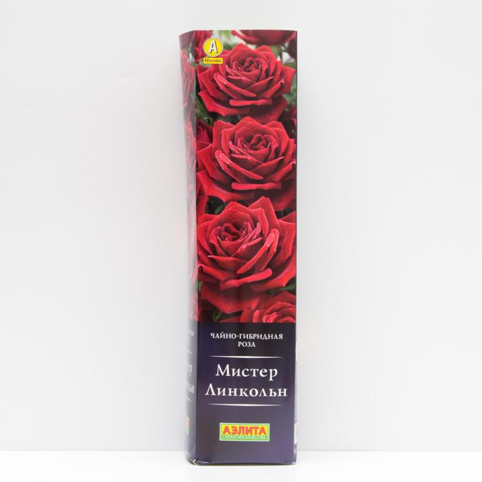 Роза Мистер Линкольн Чайно-гибридная, высота 120 см, 1 шт
Роза Мистер Линкольн Чайно-гибридная, высота 120 см, 1 шт