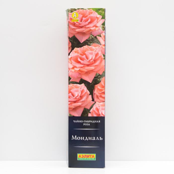 Роза Мондиаль Чайно-гибридная, высота 70 см, 1 шт
Роза Мондиаль Чайно-гибридная, высота 70 см, 1 шт