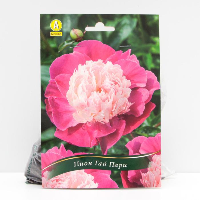 Пион Гай Пари травянистый, р/р 2/3, 1 шт
Пион Гай Пари травянистый, р/р 2/3, 1 шт