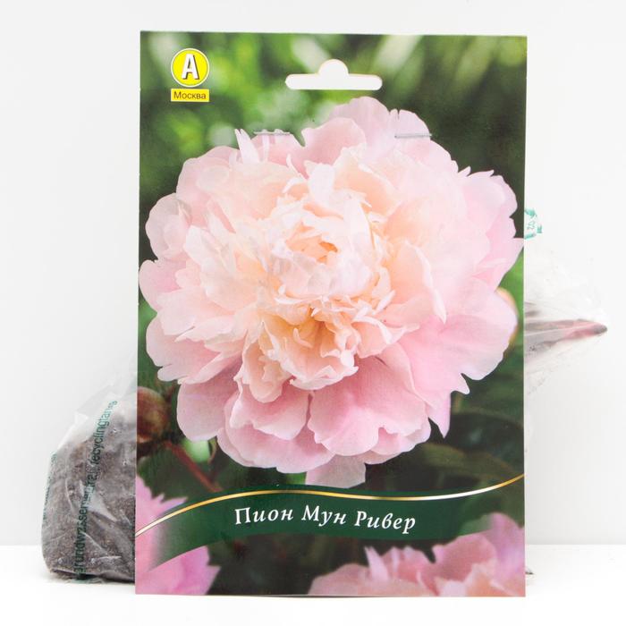 Пион Мун Ривер травянистый, р/р 2/3, 1 шт
Пион Мун Ривер травянистый, р/р 2/3, 1 шт