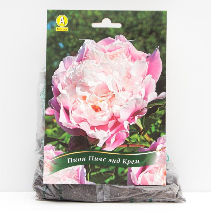 Пион Пичс энд Крем травянистый, р/р 2/3, 1 шт
Пион Пичс энд Крем травянистый, р/р 2/3, 1 шт