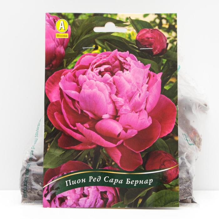 Пион Ред Сара Бернар травянистый, р/р 2/3, 1 шт
Пион Ред Сара Бернар травянистый, р/р 2/3, 1 шт