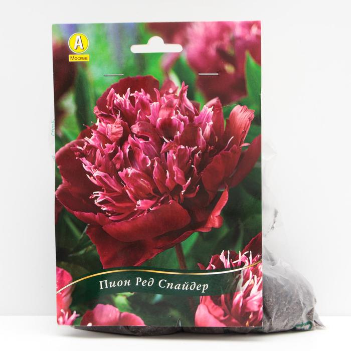 Пион Ред Спайдер травянистый, р/р 2/3, 1 шт
Пион Ред Спайдер травянистый, р/р 2/3, 1 шт