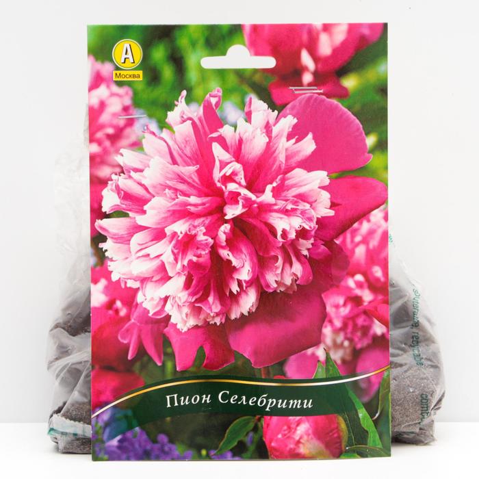 Пион Селебрити травянистый, р/р 2/3, 1 шт
Пион Селебрити травянистый, р/р 2/3, 1 шт