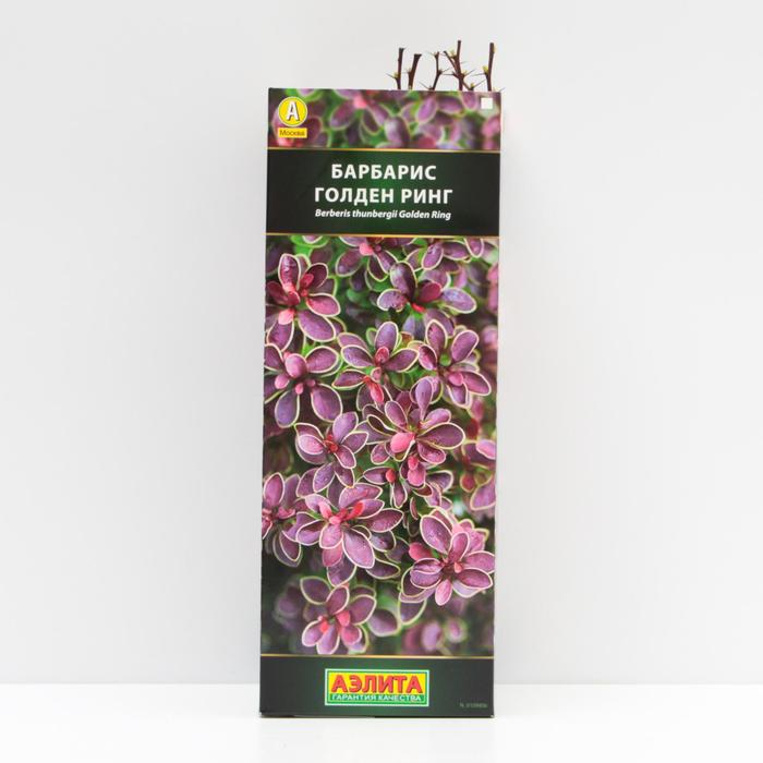 Саженец Барбарис тунберга Саммер Шоколад туба, 1 шт
Саженец Барбарис тунберга Саммер Шоколад туба, 1 шт