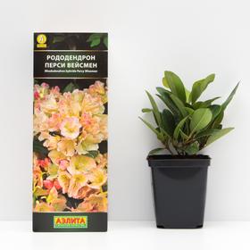 Саженец Рододендрон гибридный Перси Вейсмен туба, 1 шт
Саженец Рододендрон гибридный Перси Вейсмен туба, 1 шт