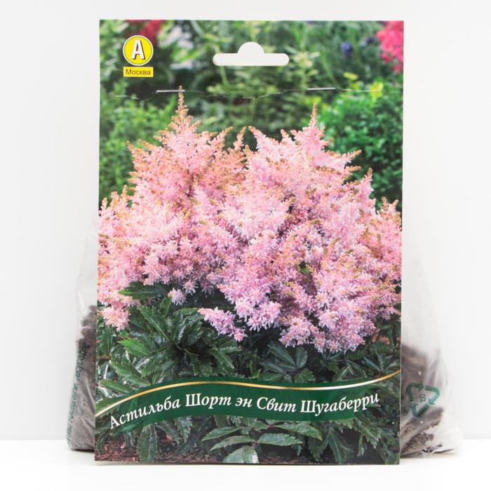 Астильба Шорт эн Свит Шугаберри корневища, р/р 2/3, 1 шт
Астильба Шорт эн Свит Шугаберри корневища, р/р 2/3, 1 шт