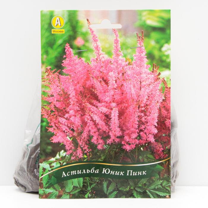Астильба Юник Пинк корневища, р/р 2/3, 1 шт 
Астильба Юник Пинк корневища, р/р 2/3, 1 шт