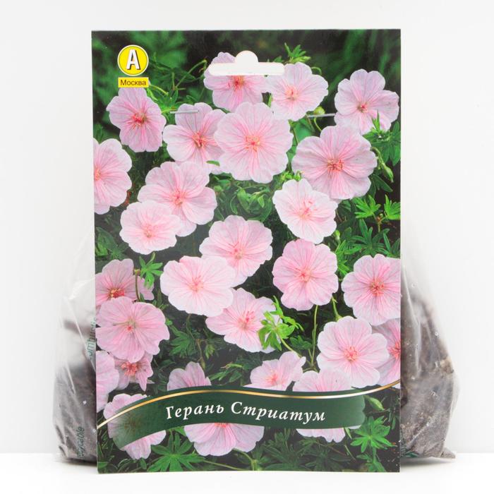 Герань кроваво-красная Стриатум корневища, р/р I, 1 шт
Герань кроваво-красная Стриатум корневища, р/р I, 1 шт