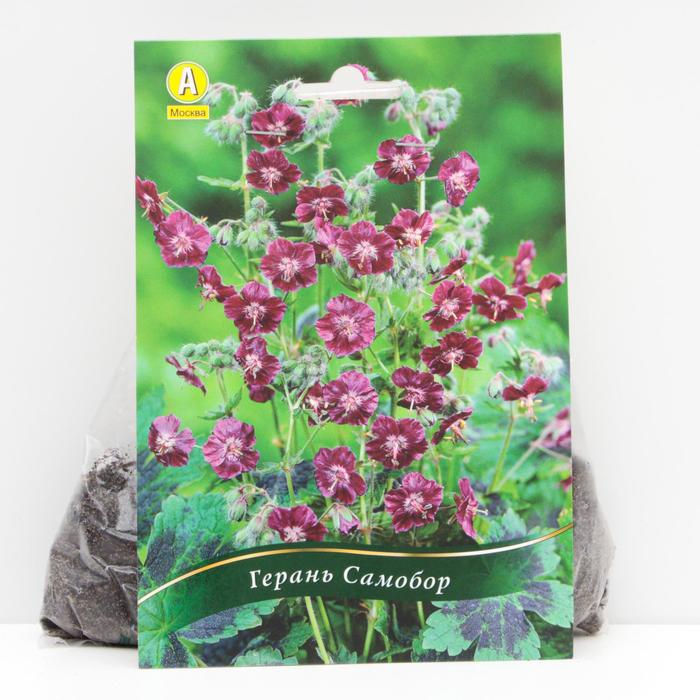 Герань тёмно-бурая Самобор корневища, р/р I, 1 шт
Герань тёмно-бурая Самобор корневища, р/р I, 1 шт