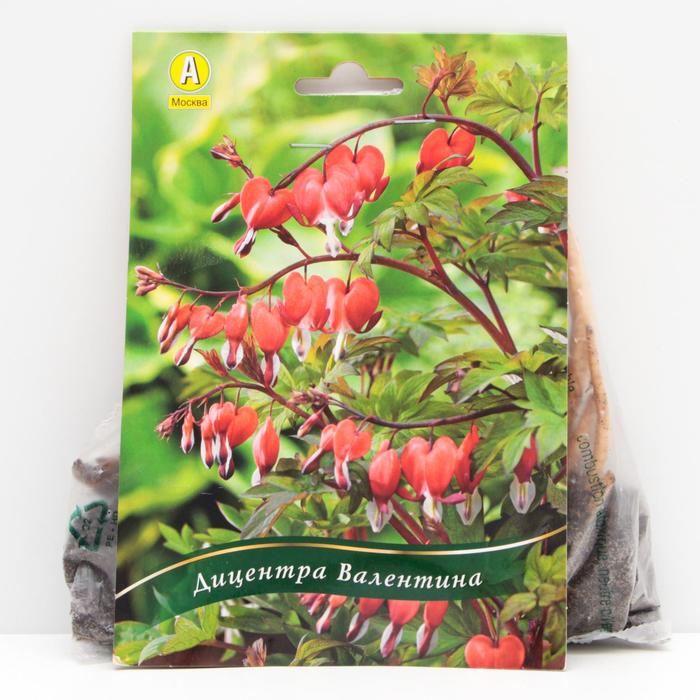 Дицентра великолепная Валентина корневища, р/р I, 1 шт 
Дицентра великолепная Валентина корневища, р/р I, 1 шт
