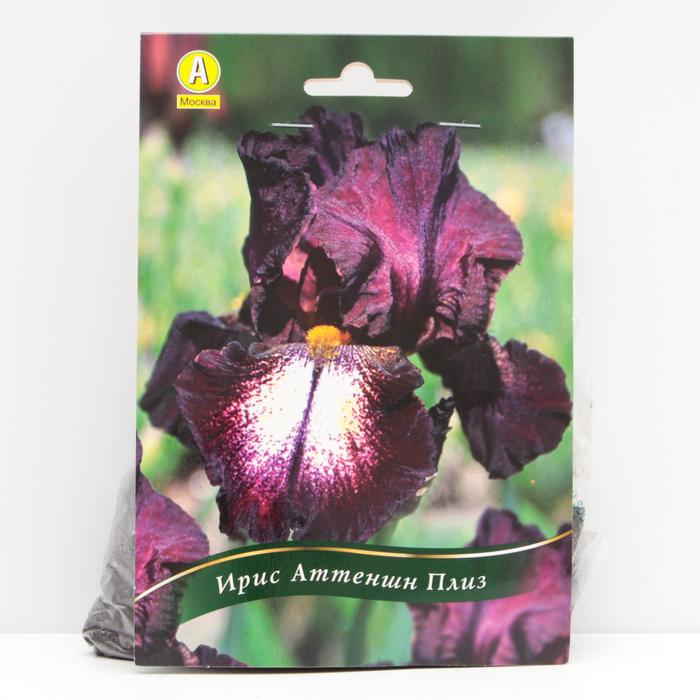 Ирис бородатый Аттеншн Плиз корневища, р/р I, 1 шт
Ирис бородатый Аттеншн Плиз корневища, р/р I, 1 шт