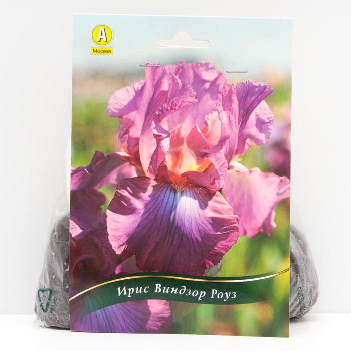 Ирис бородатый Виндзор Роуз корневища, р/р I, 1 шт
Ирис бородатый Виндзор Роуз корневища, р/р I, 1 шт