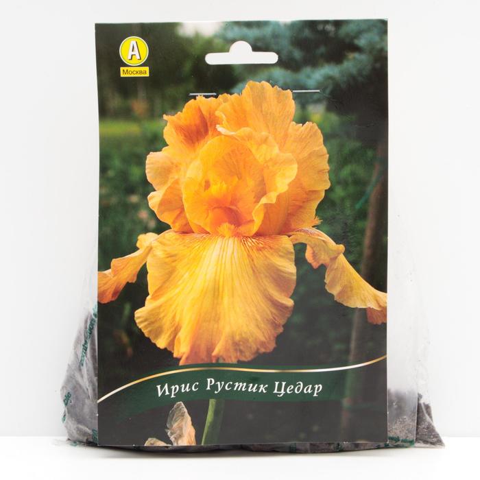 Ирис бородатый Рустик Цедар корневища, р/р I, 1 шт
Ирис бородатый Рустик Цедар корневища, р/р I, 1 шт