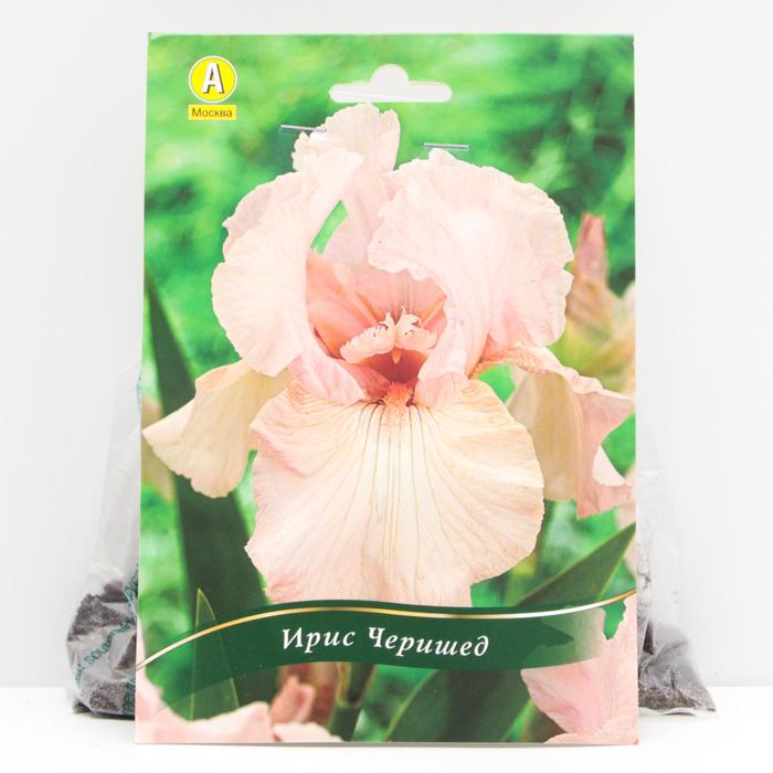 Ирис бородатый Черишед корневища, р/р I, 1 шт
Ирис бородатый Черишед корневища, р/р I, 1 шт