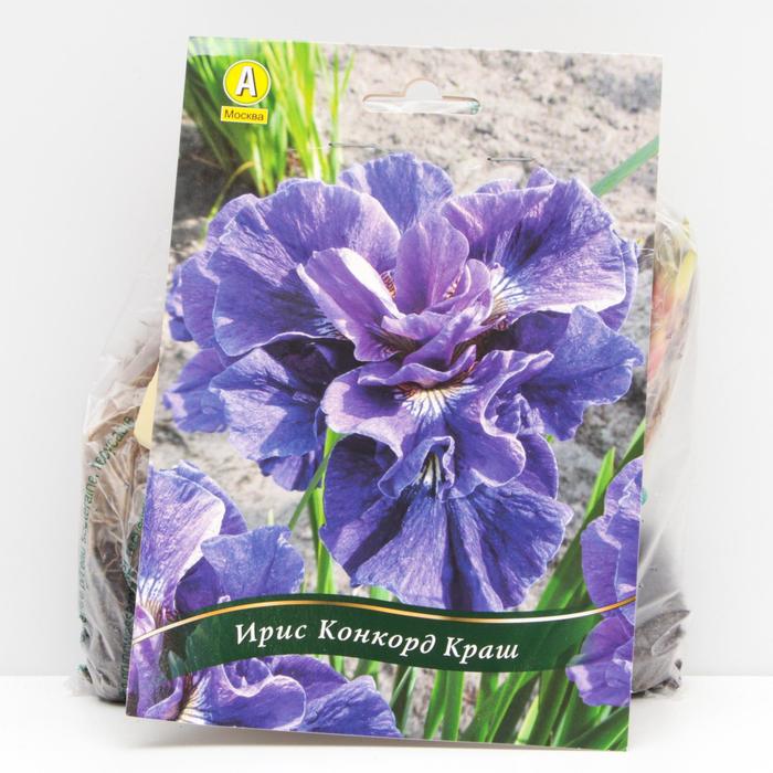Ирис сибирский Конкорд Краш корневища, р/р I, 1 шт
Ирис сибирский Конкорд Краш корневища, р/р I, 1 шт
