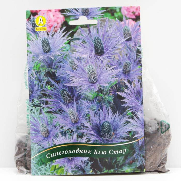 Синеголовник Блю Стар корневища, р/р I, 1 шт
Синеголовник Блю Стар корневища, р/р I, 1 шт