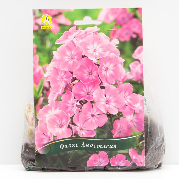 Флокс Анастасия корневища, р/р I, 1 шт
Флокс Анастасия корневища, р/р I, 1 шт